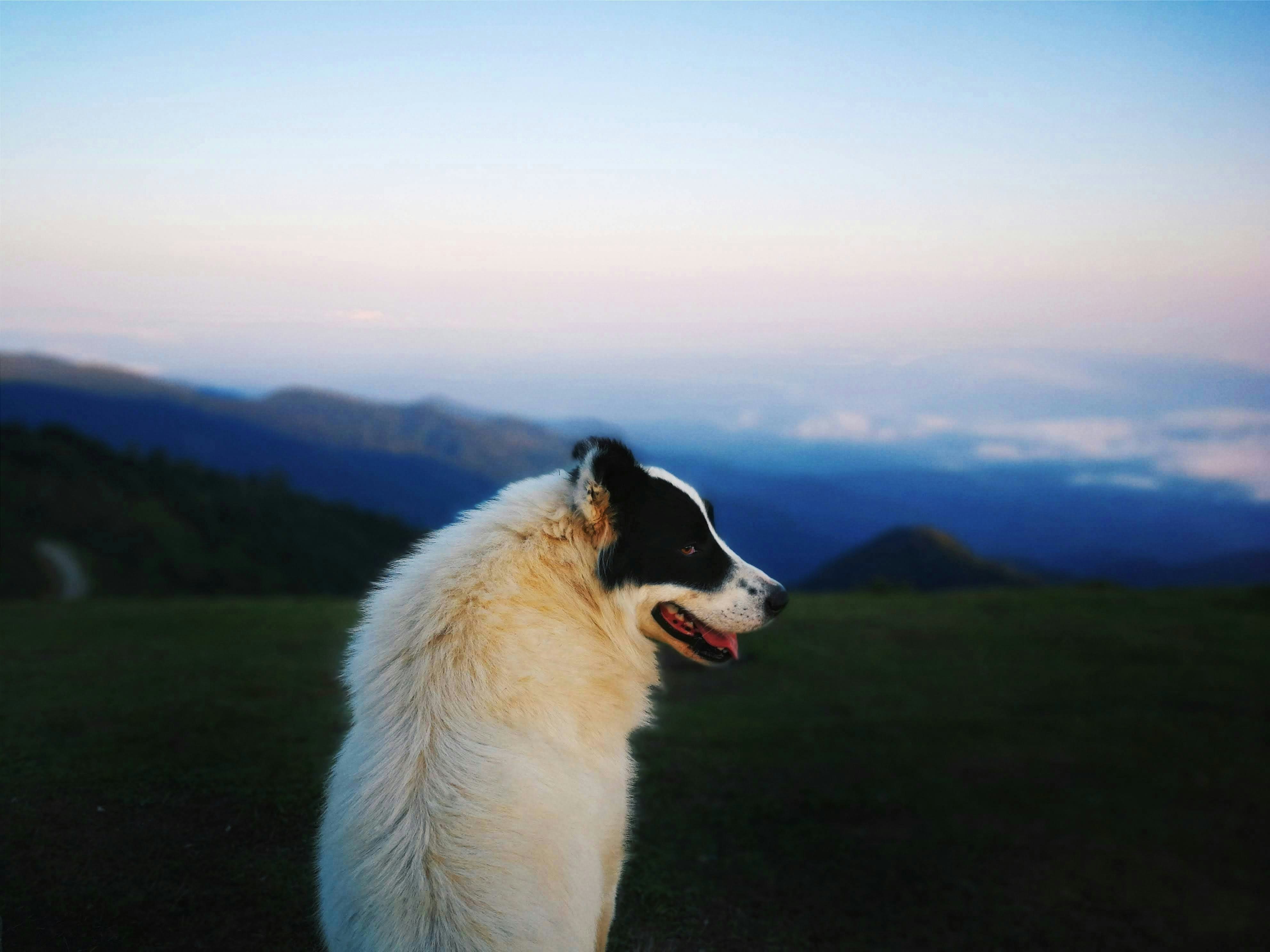 white and black border collie on green grass field during daytime